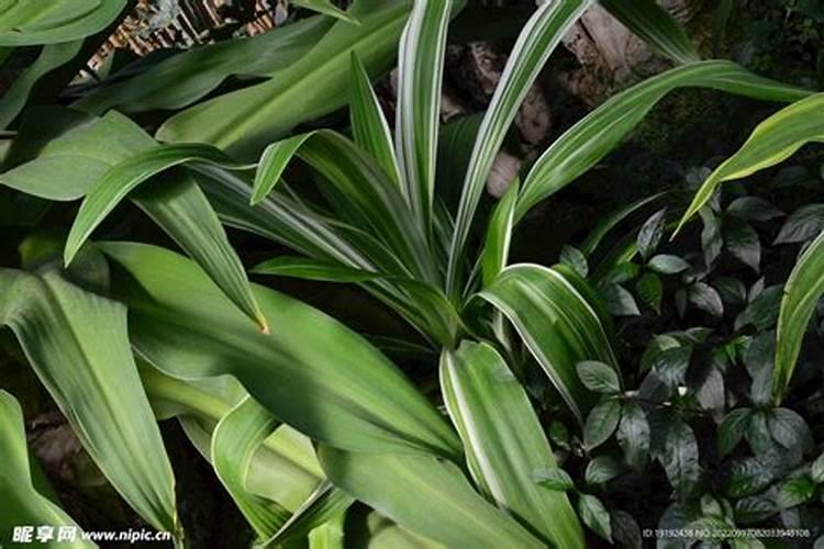 观叶植物施什么肥最好