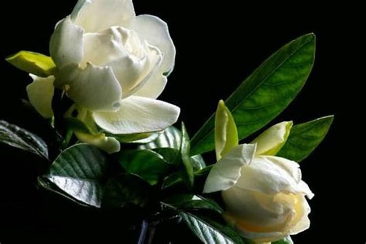 养栀子花的肥料 栀子花最好的肥料是什么怎么施