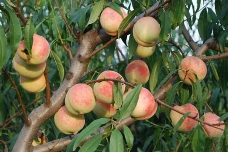 桃树万能杀菌剂有哪些