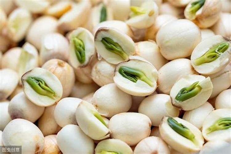 【俊辉】莲子种植的四季养护技术