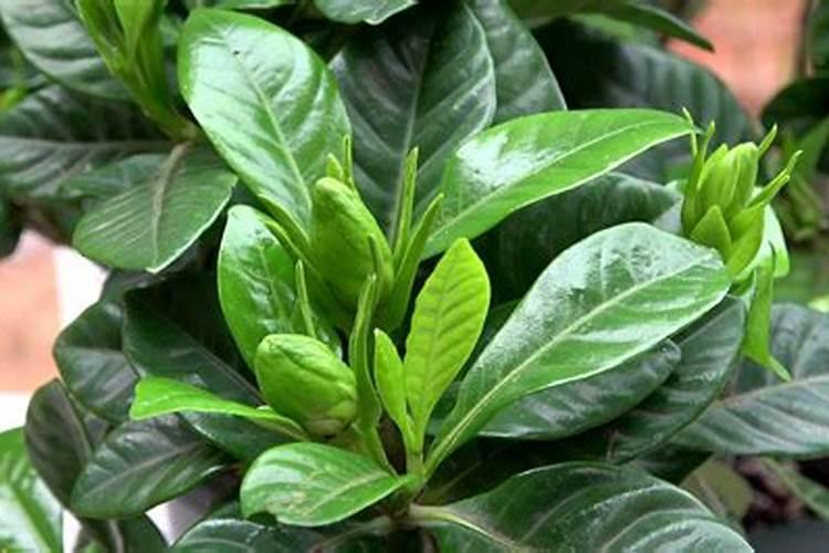 栀子花花蕾期怎样施肥