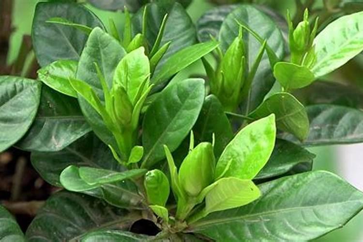 栀子花花蕾期怎样施肥