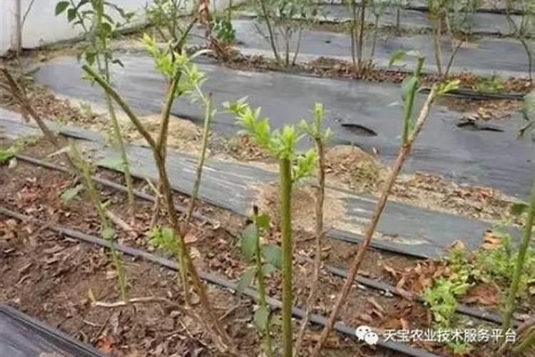 草莓什么时候冲高钾肥？草莓用什么水溶肥？