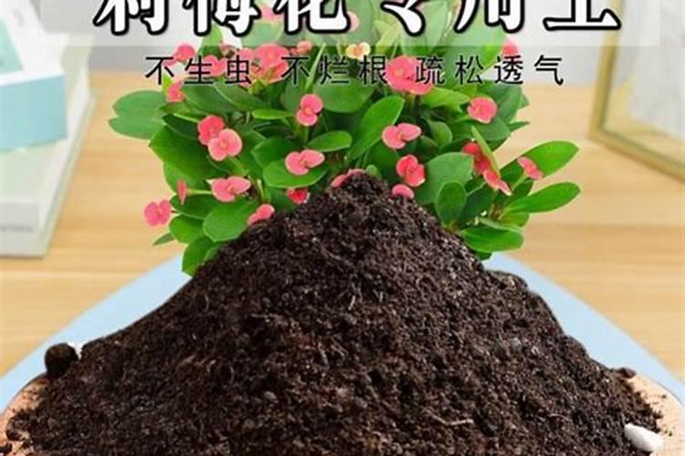 刺梅需要施肥吗