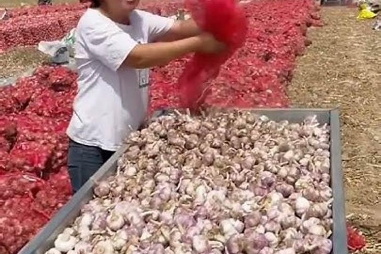 尿素可以浇月季花吗？