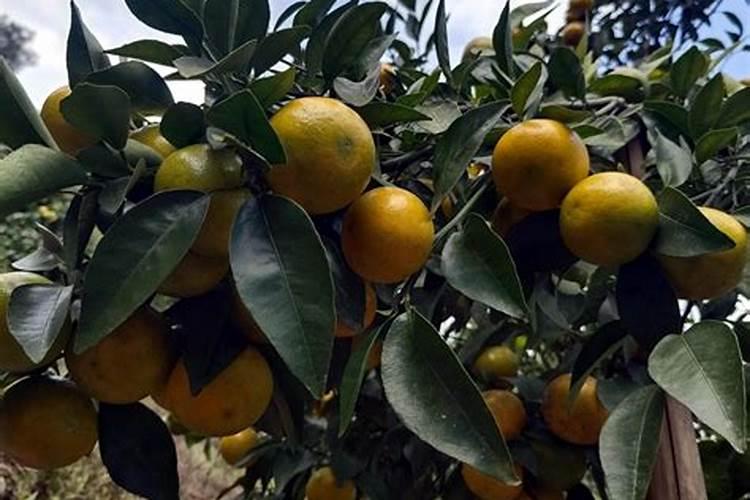 沃柑用什么肥最旺盛