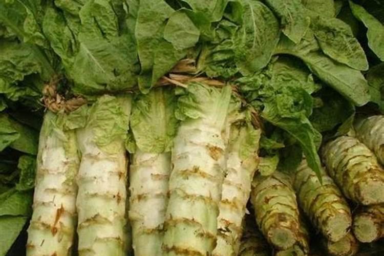 莴苣什么时候硼大