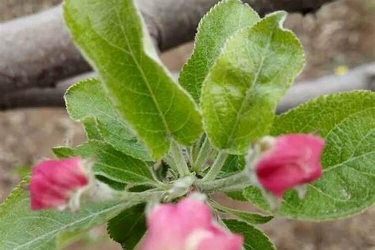 苹果树施肥最佳时间和方法及配方