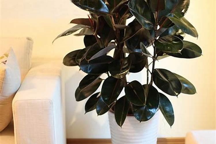 橡皮树施什么肥好,氮肥为主磷钾肥为辅