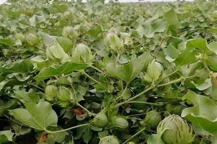 腐植酸肥料的使用方法有人知道吗？