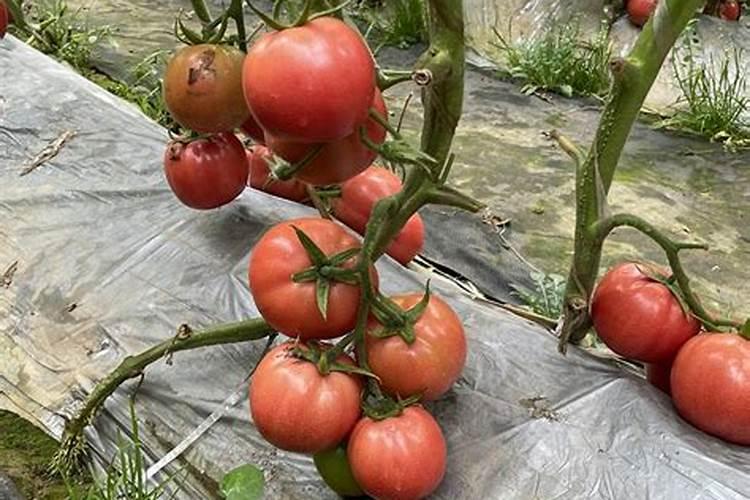 番茄坐果后怎样施肥？西红柿叶面肥喷施注意什么？