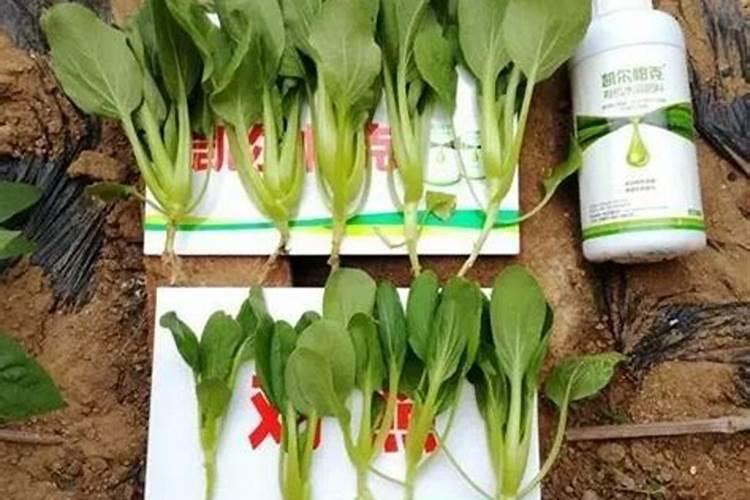 排名前十的水溶肥品牌