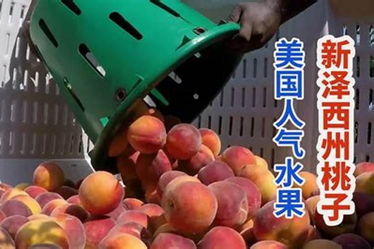 水稻穗肥用什么钾肥好