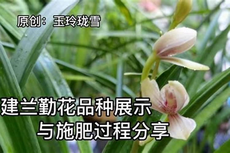 建兰的施肥方法