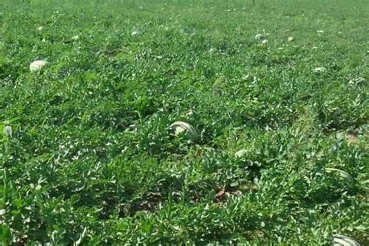 麦冬草坪施什么肥