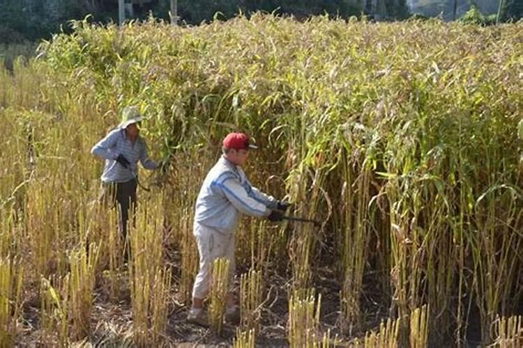 钙磷十八补能直接喂牛吗