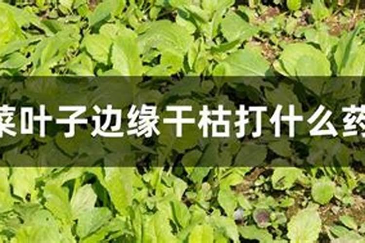 蔬菜用什么叶面肥最好