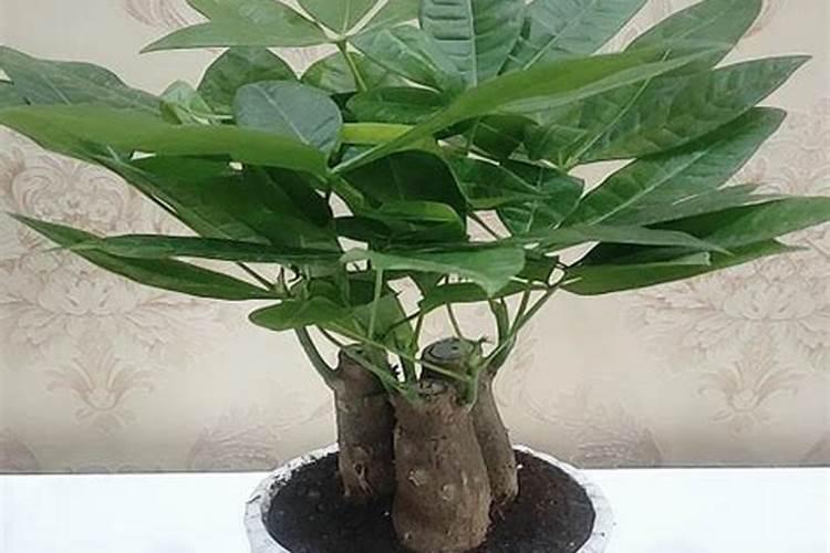 发财树桩怎么生根