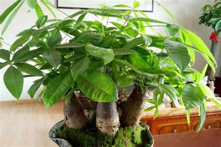 发财树用什么土养