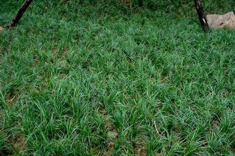 种一亩绿豆要多少钱？