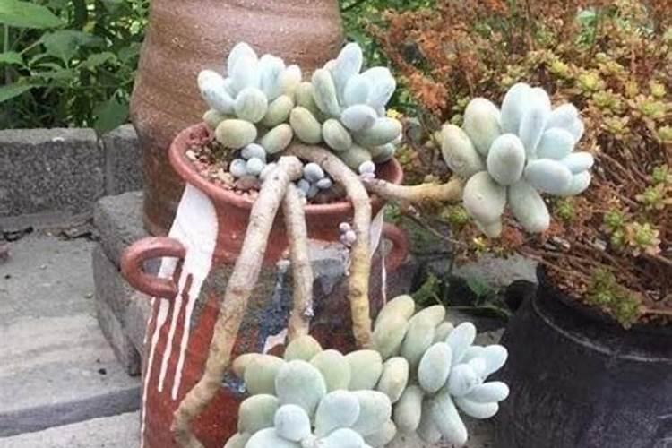 怎么养殖厚叶薄荷？