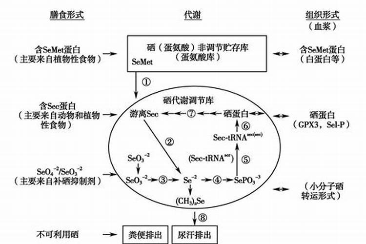 月季在冬季施什么肥好