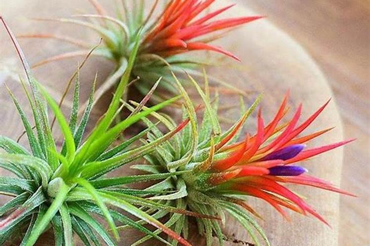 观赏凤梨施肥有何方法