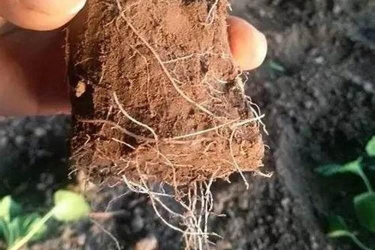 什么肥料能促长植物的根
