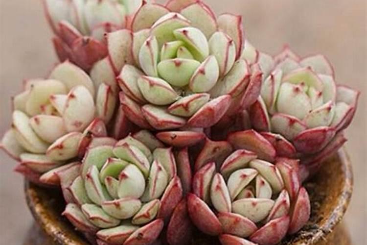 盆栽多肉植物施什么肥,该如何施肥