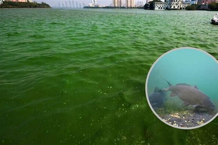 水溶肥能代替复合肥吗