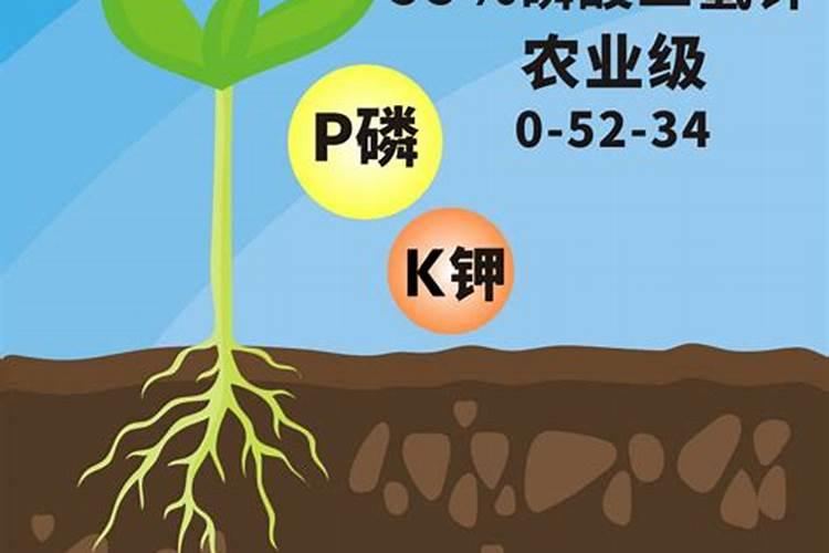 玉米专用肥氮磷钾含量