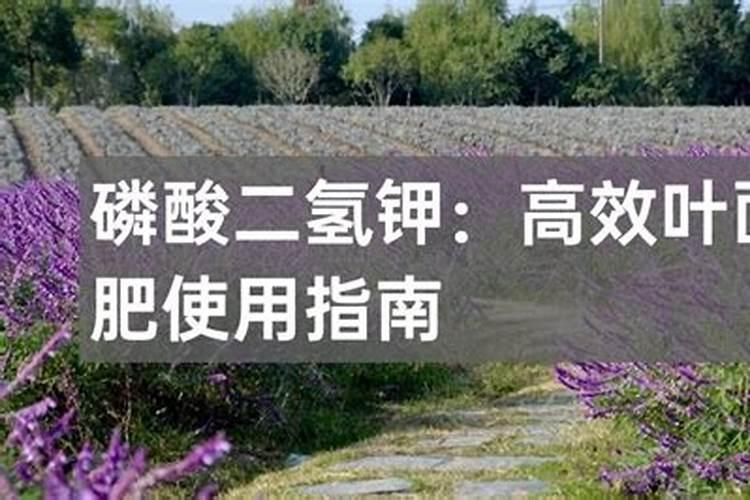 橡皮树用什么肥料好,橡皮树怎么养长得快