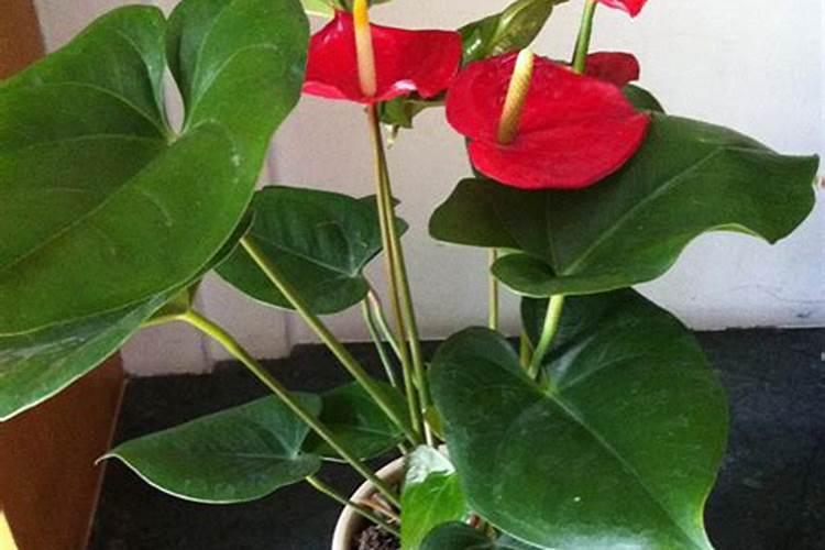 芸苔素内酯在小麦生长期用几次？看完这篇文章你就一目了然了!