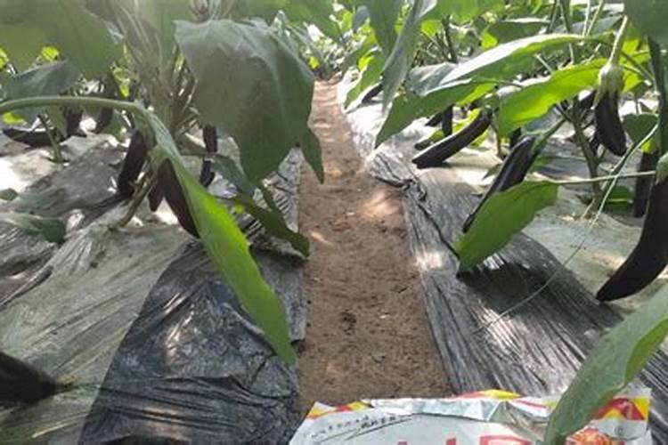 茄子施肥方法和注意事项