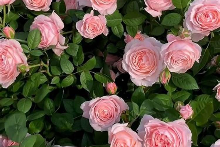 月季用什么肥料好？