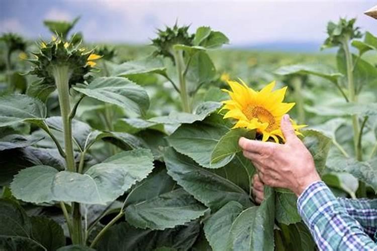 向日葵的施肥方法什么肥料好？