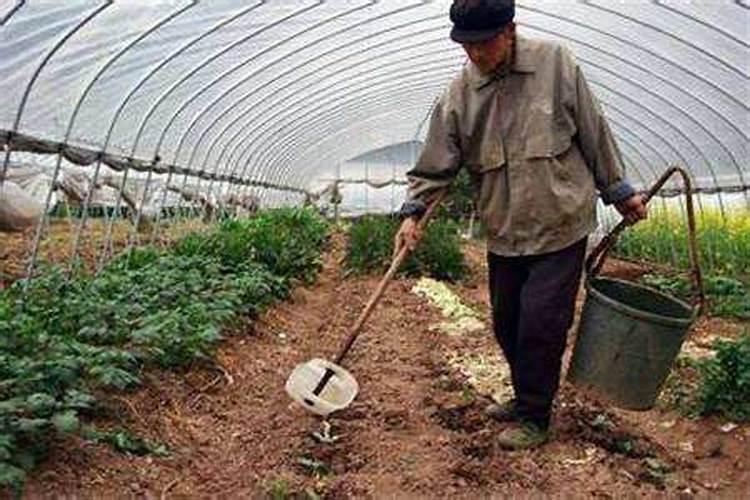 种青菜如何正确施肥