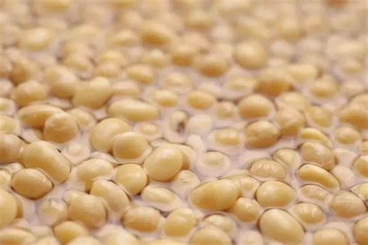 烂黄豆可以做肥料吗