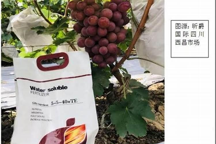 葡萄着色期因怎样施肥才能使葡萄着色更快品质更好。