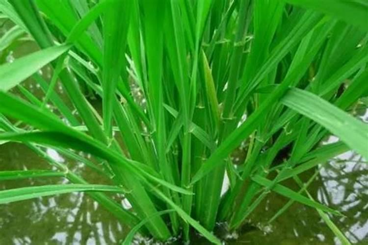 水稻施肥,用哪种增产效果比较明显