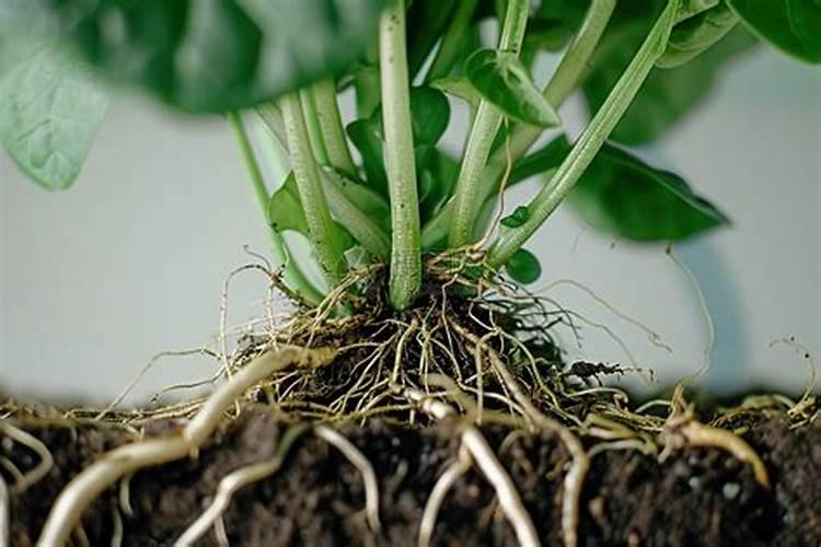 什么肥料促进根系生长