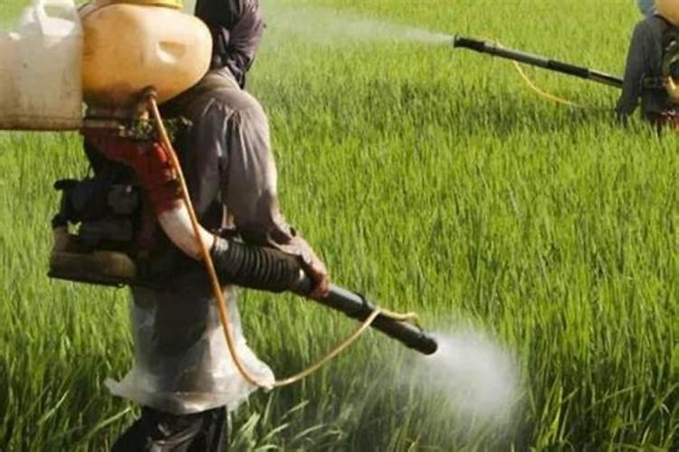 马灌木是什么树木材能做什么？