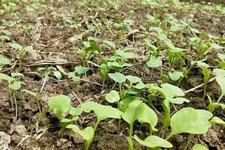 红萝卜施肥用什么肥料