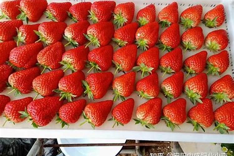 草莓用什么肥料最好？怎样使草莓既好看又好吃？