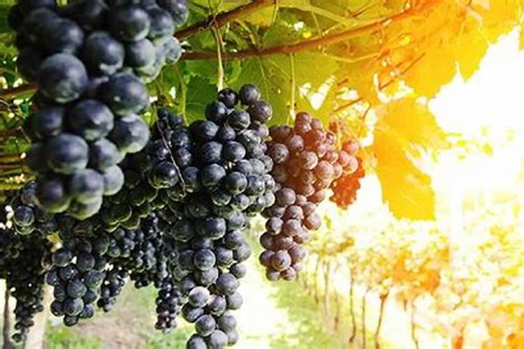 钙镁硼锌铁微量元素水溶肥冲施对柑橘能增大吗