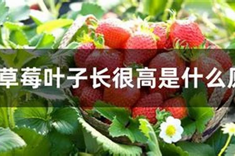 草莓叶子长很高是什么原因