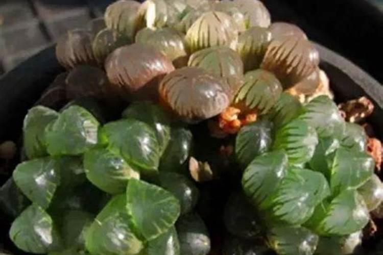 花草施肥多久一次