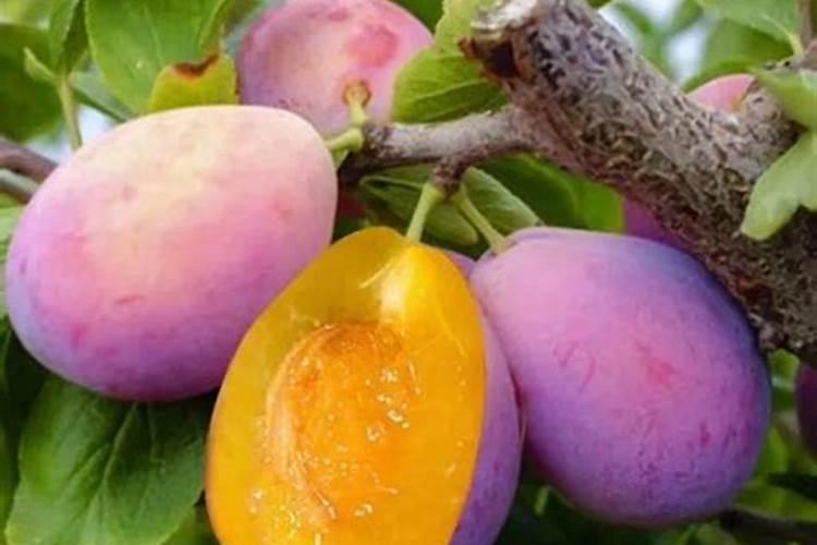 冬枣叶面肥有哪些