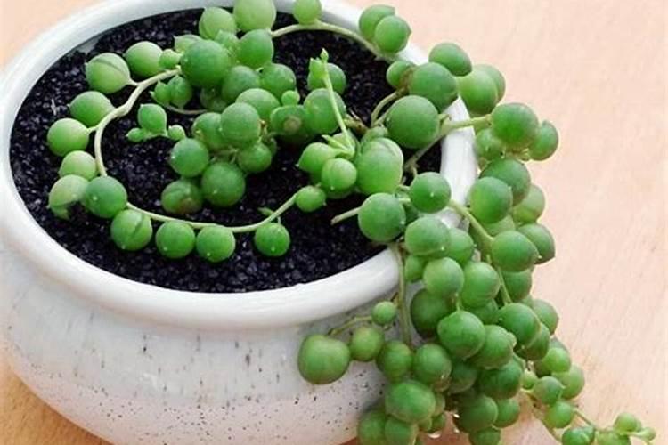 晚稻排名前10的品种