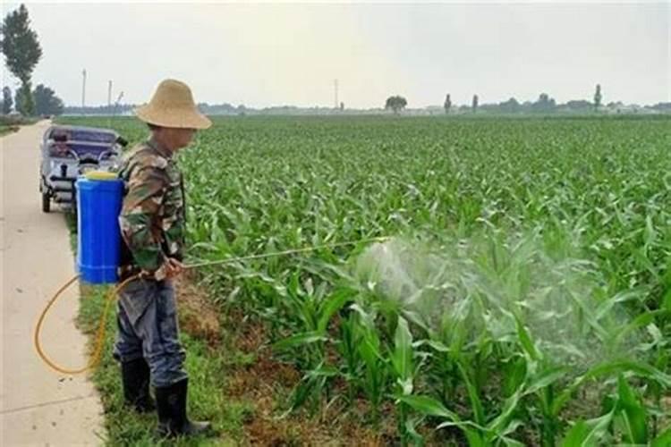 打玉米套餐上午打还是下午打好